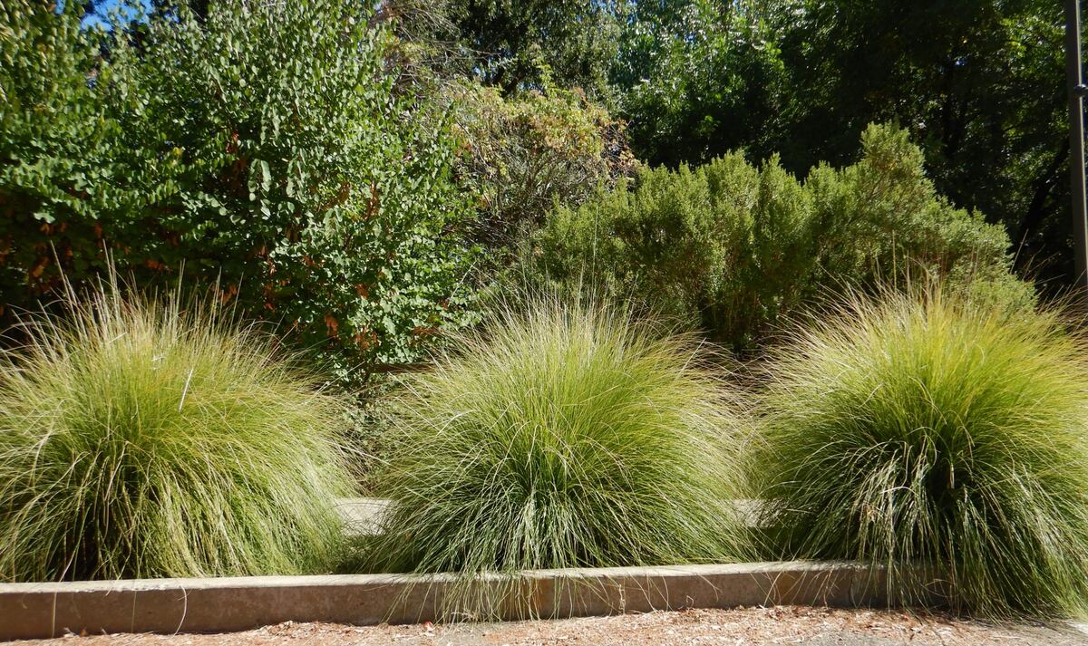 How To Grow Grass In California