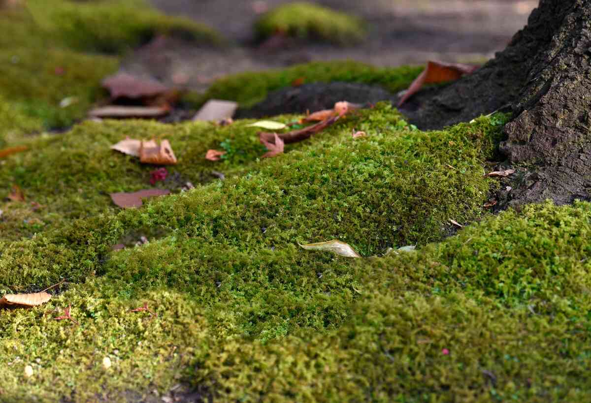 How To Grow Grass In Mossy Areas