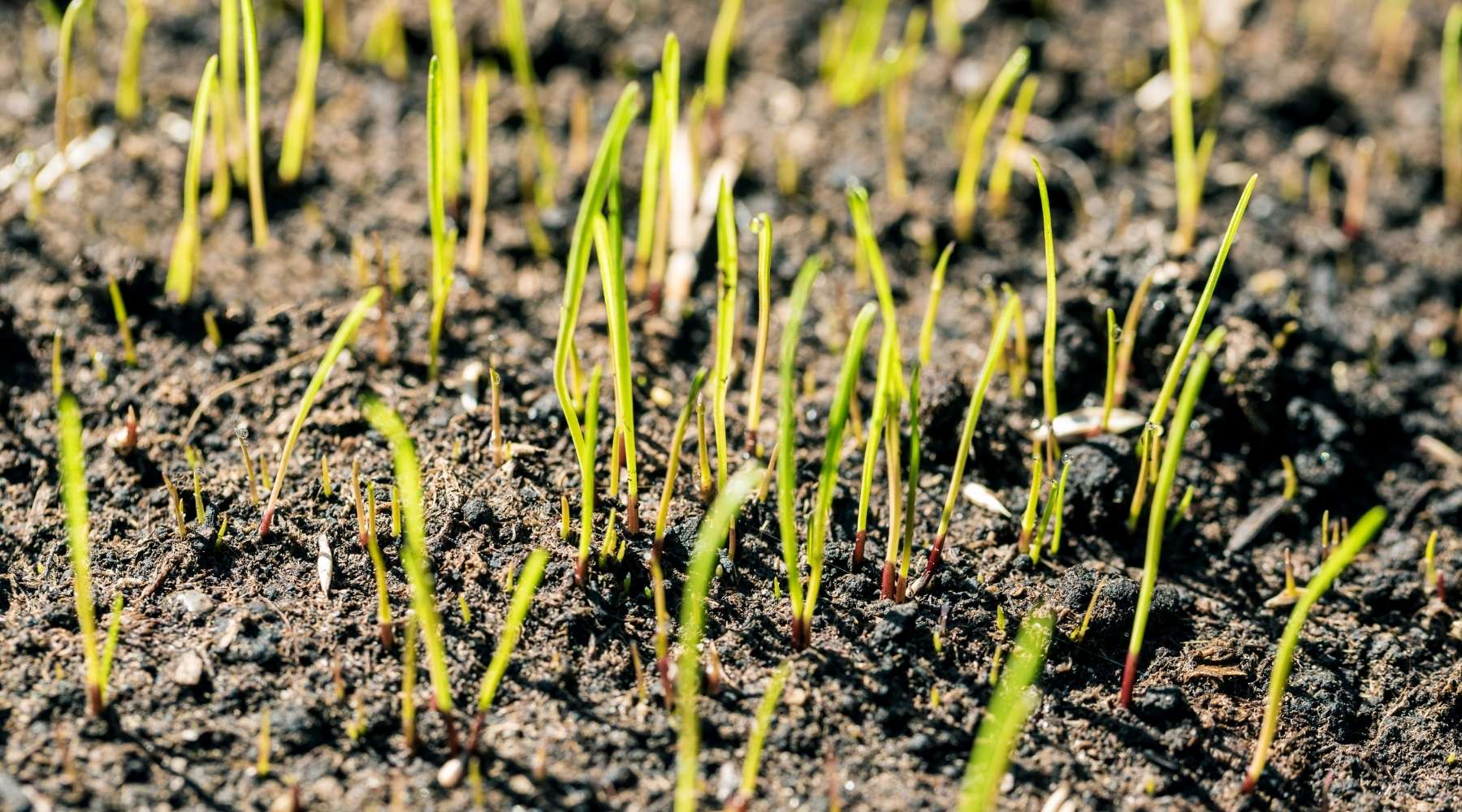 How To Grow Grass In Sandy Florida Soil