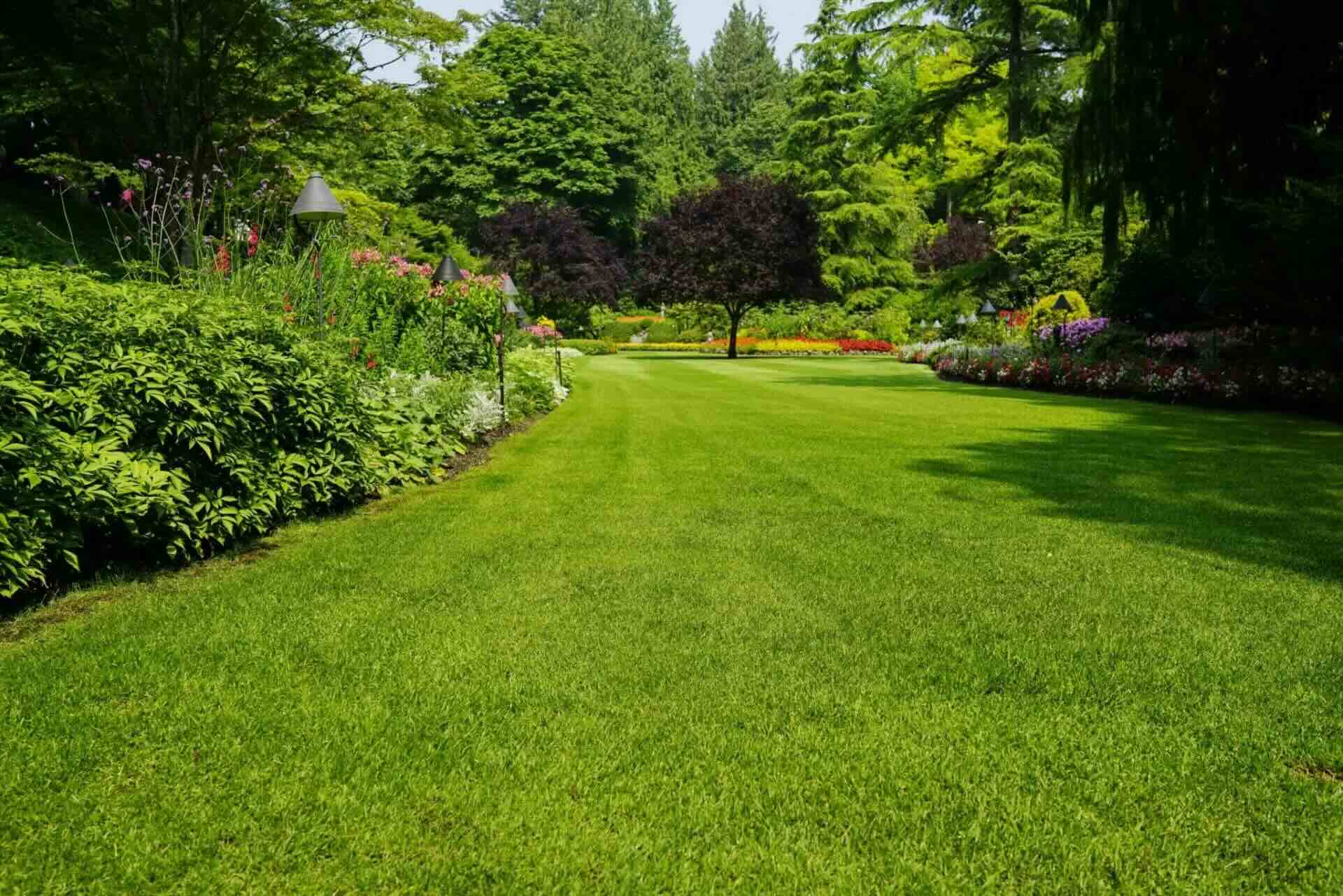 How To Grow Grass In The Summer