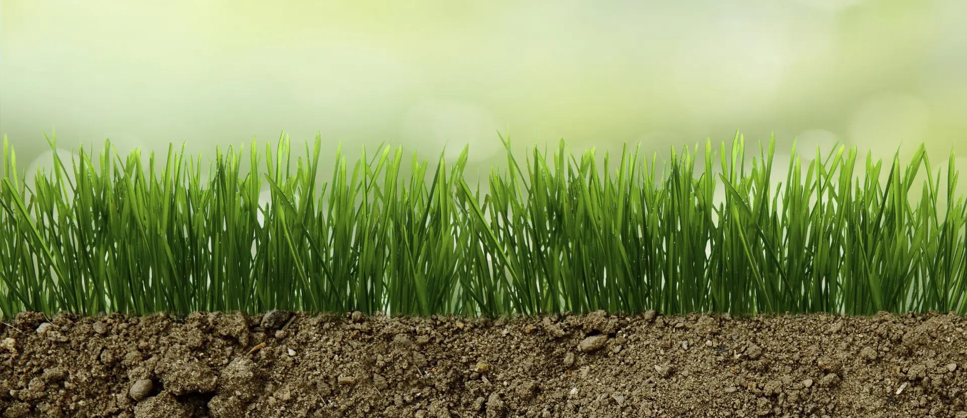 How To Grow Grass On Rocky Soil