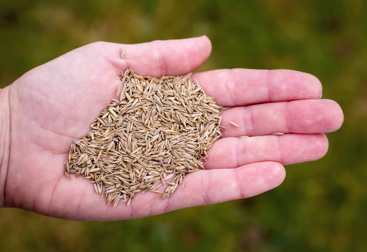 How To Grow Grass With Seeds