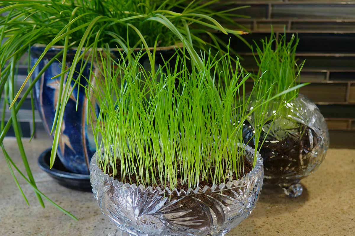 How To Grow Indoor Grass