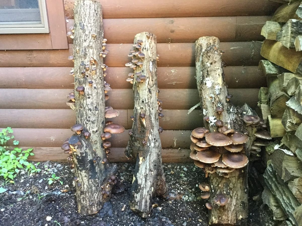 How To Grow Outdoor Mushrooms