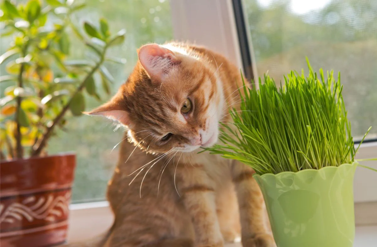 How To Grow Pet Grass