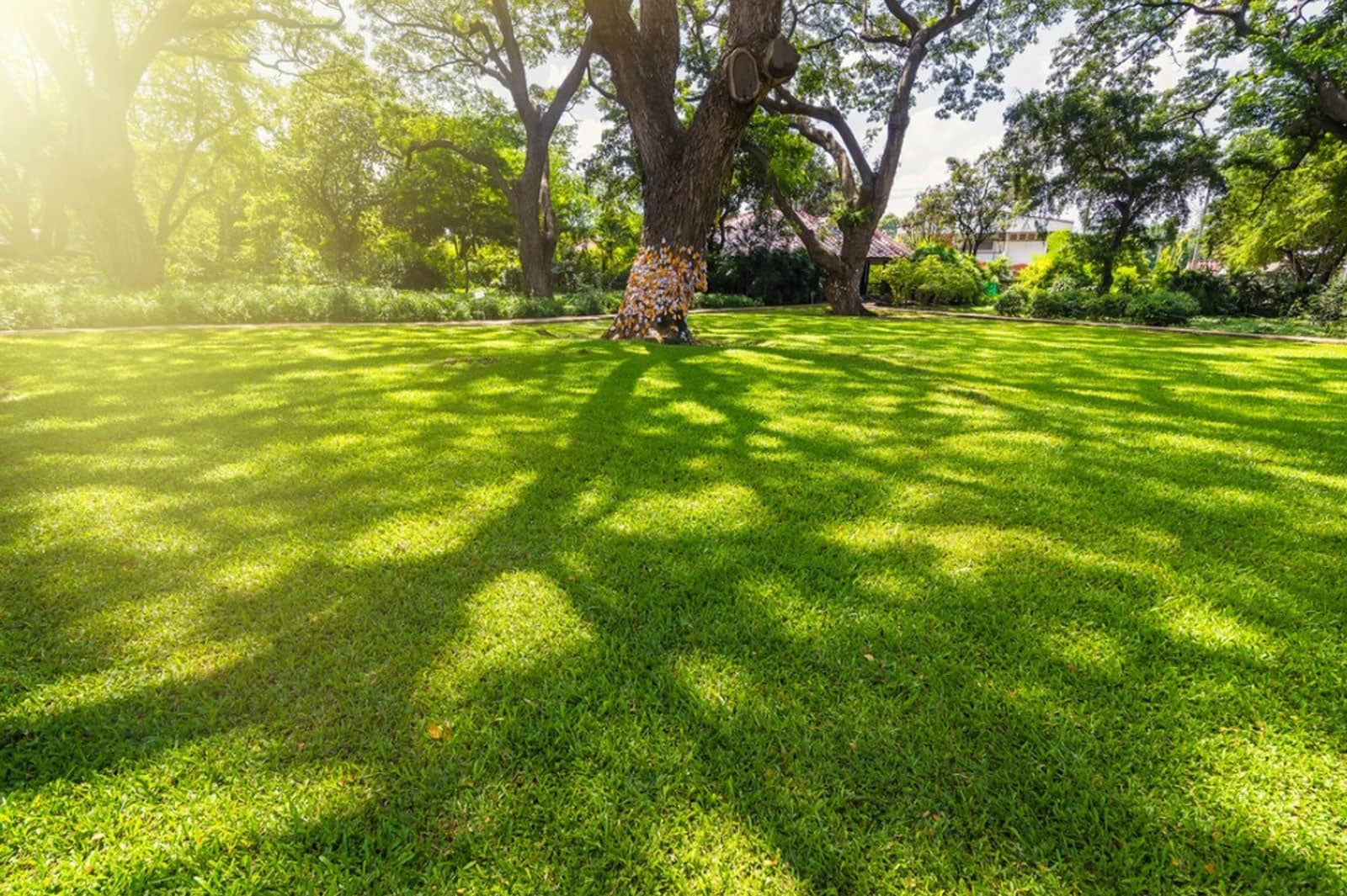 How To Grow Shade Grass