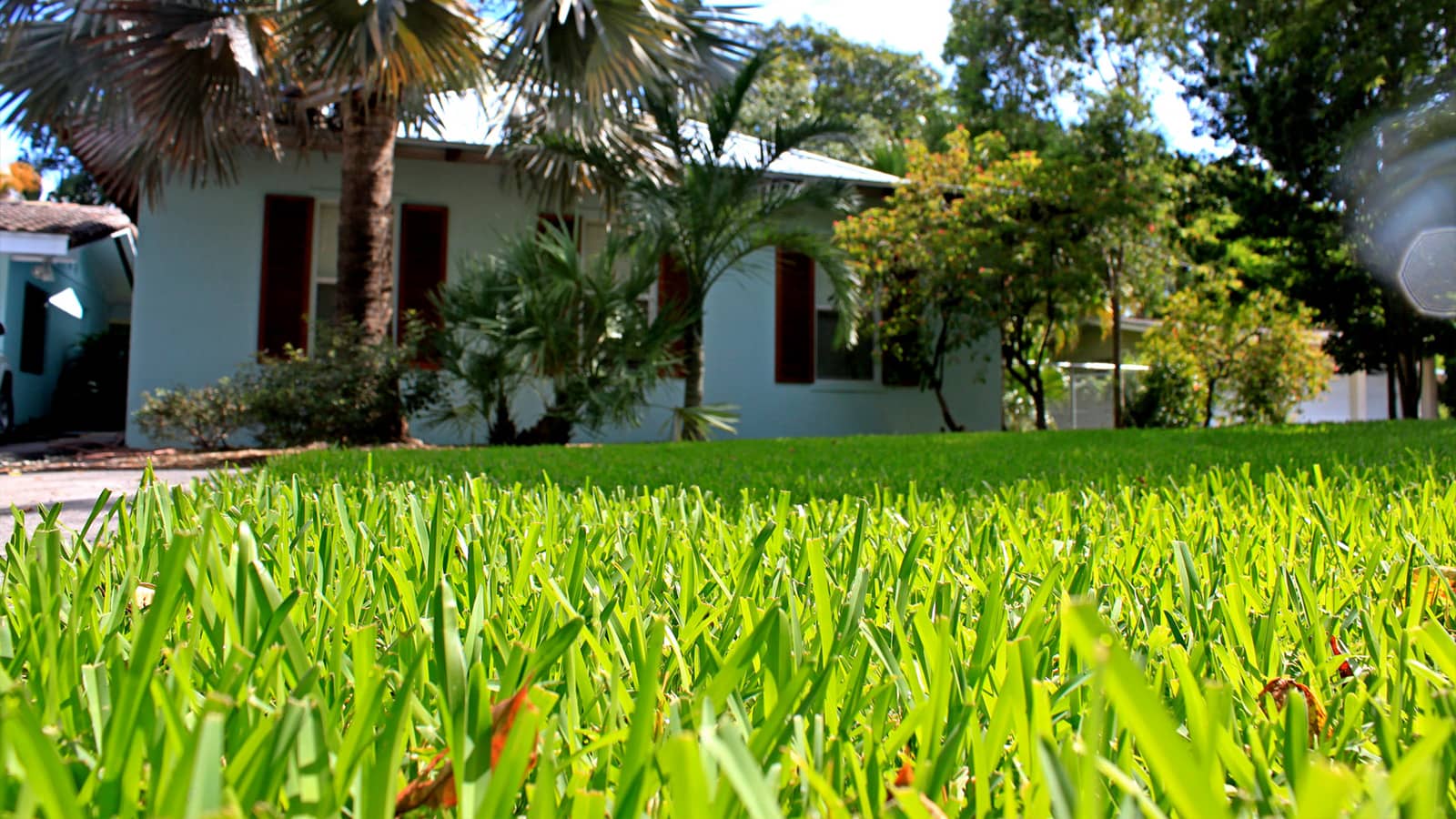 How To Grow St. Augustine Grass In Florida