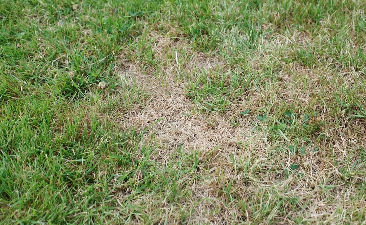 How To Help Dead Grass