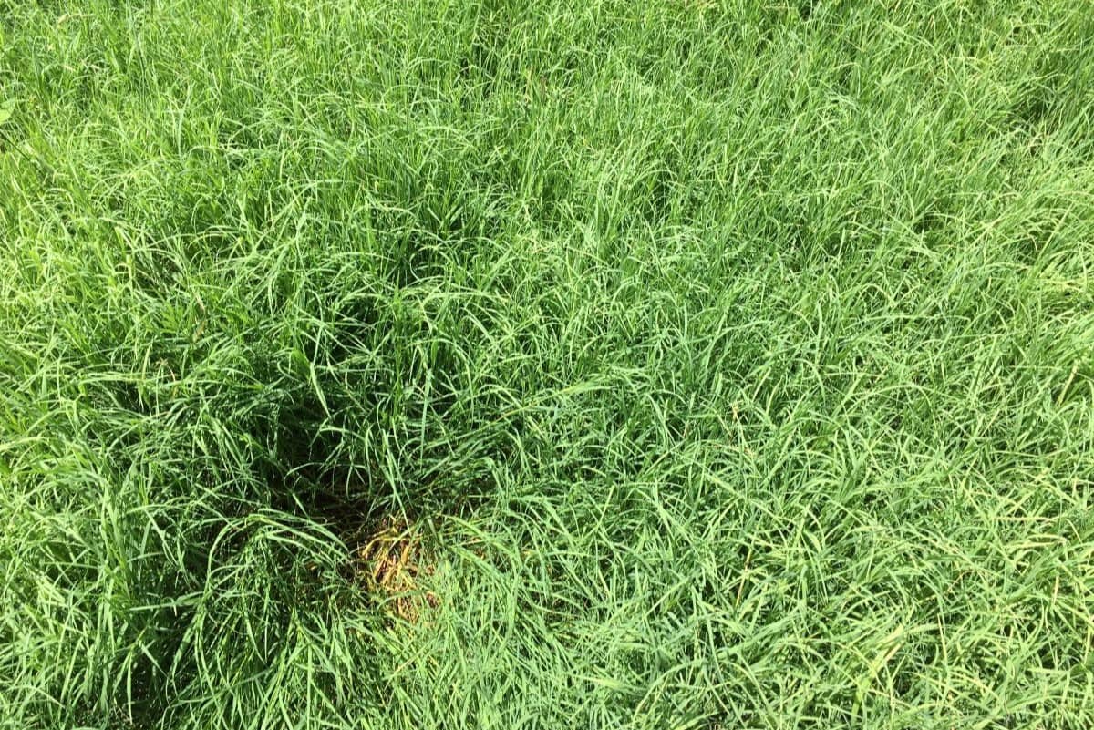 How To Identify Coastal Bermuda Grass