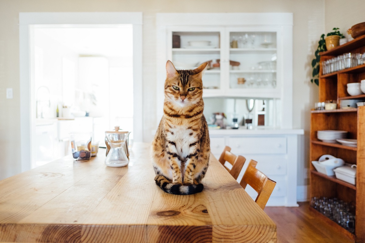 How To Keep A Cat Off A Dining Table