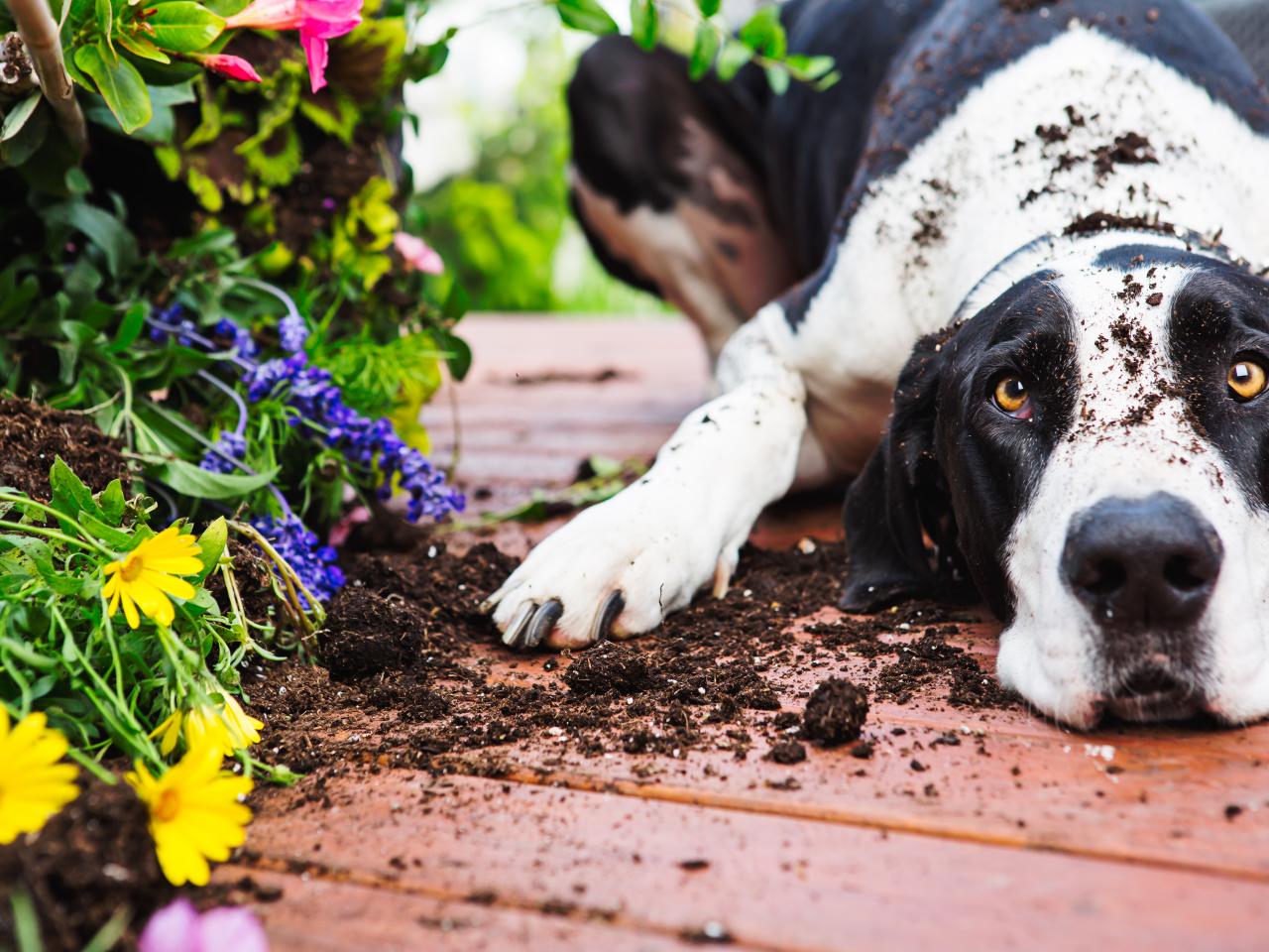 How To Keep A Dog Out Of A Garden Bed