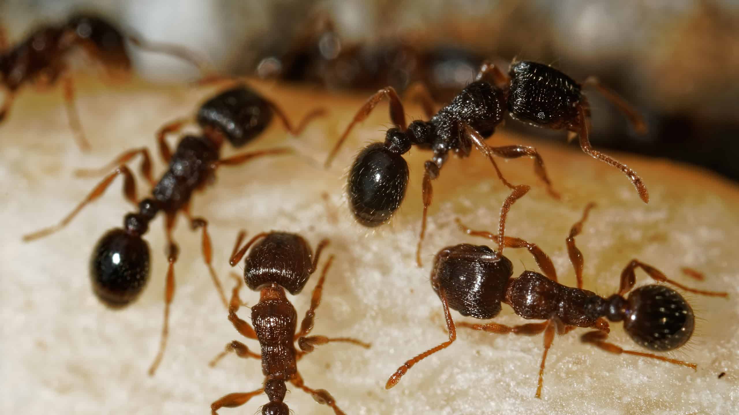 How To Keep Ants Out Of Trash Can