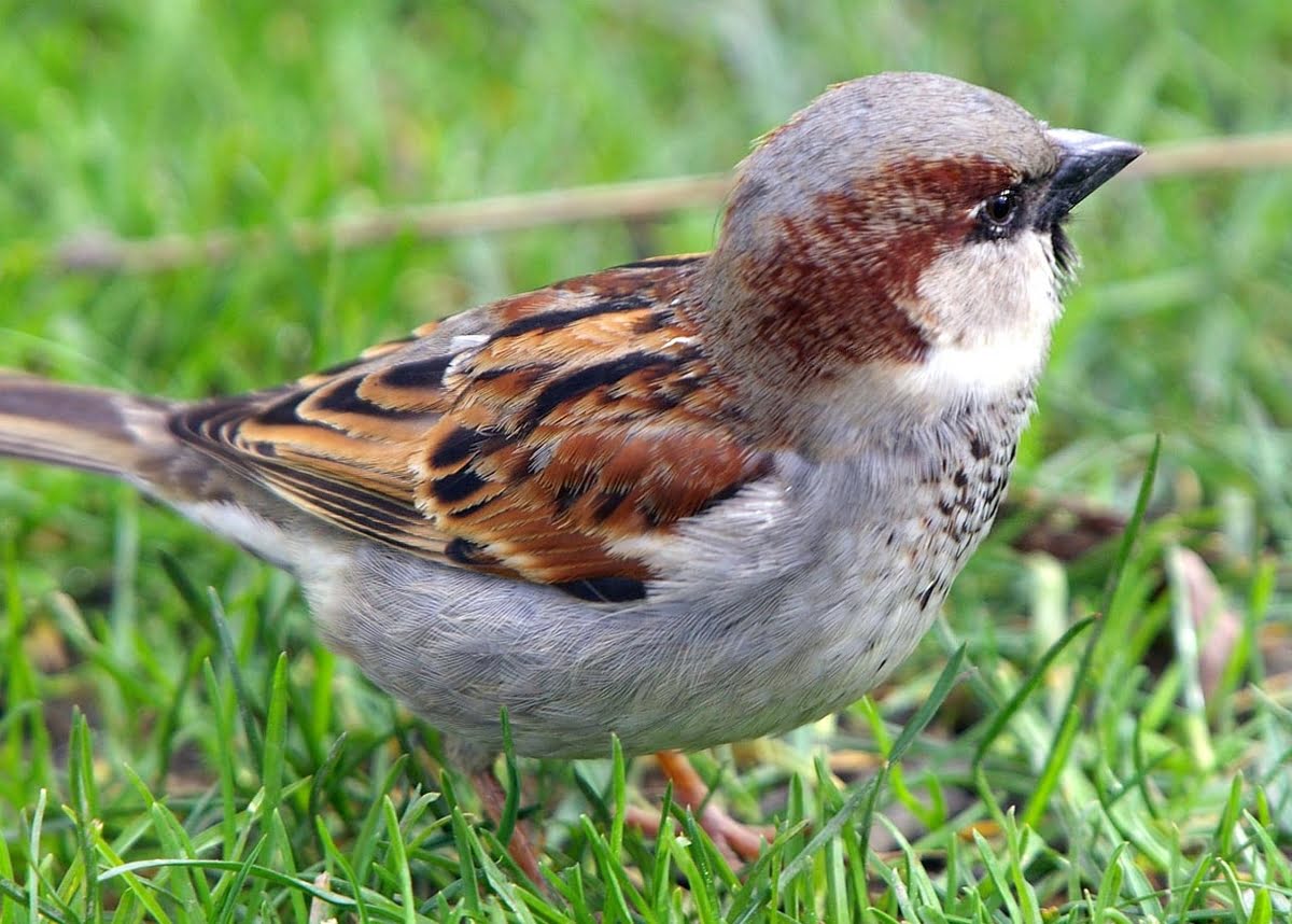 How To Keep Birds From Eating My Grass Seed