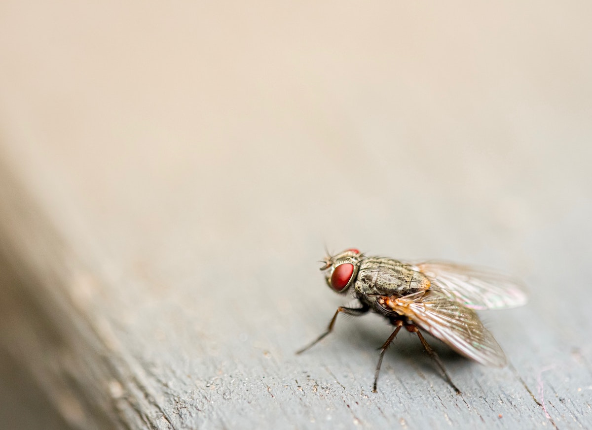 How To Keep Flies Away From Outdoor Party