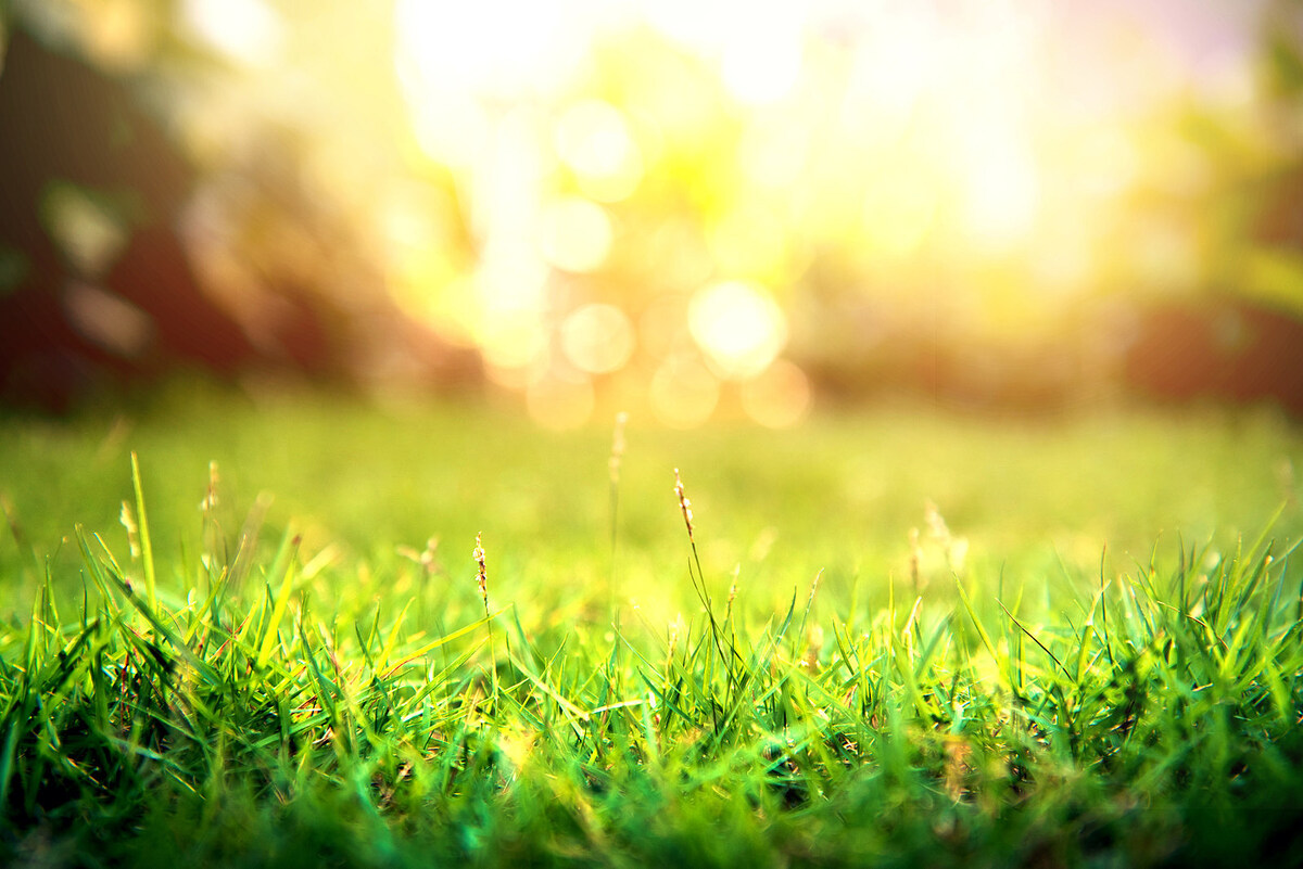 How To Keep Grass From Growing So Fast