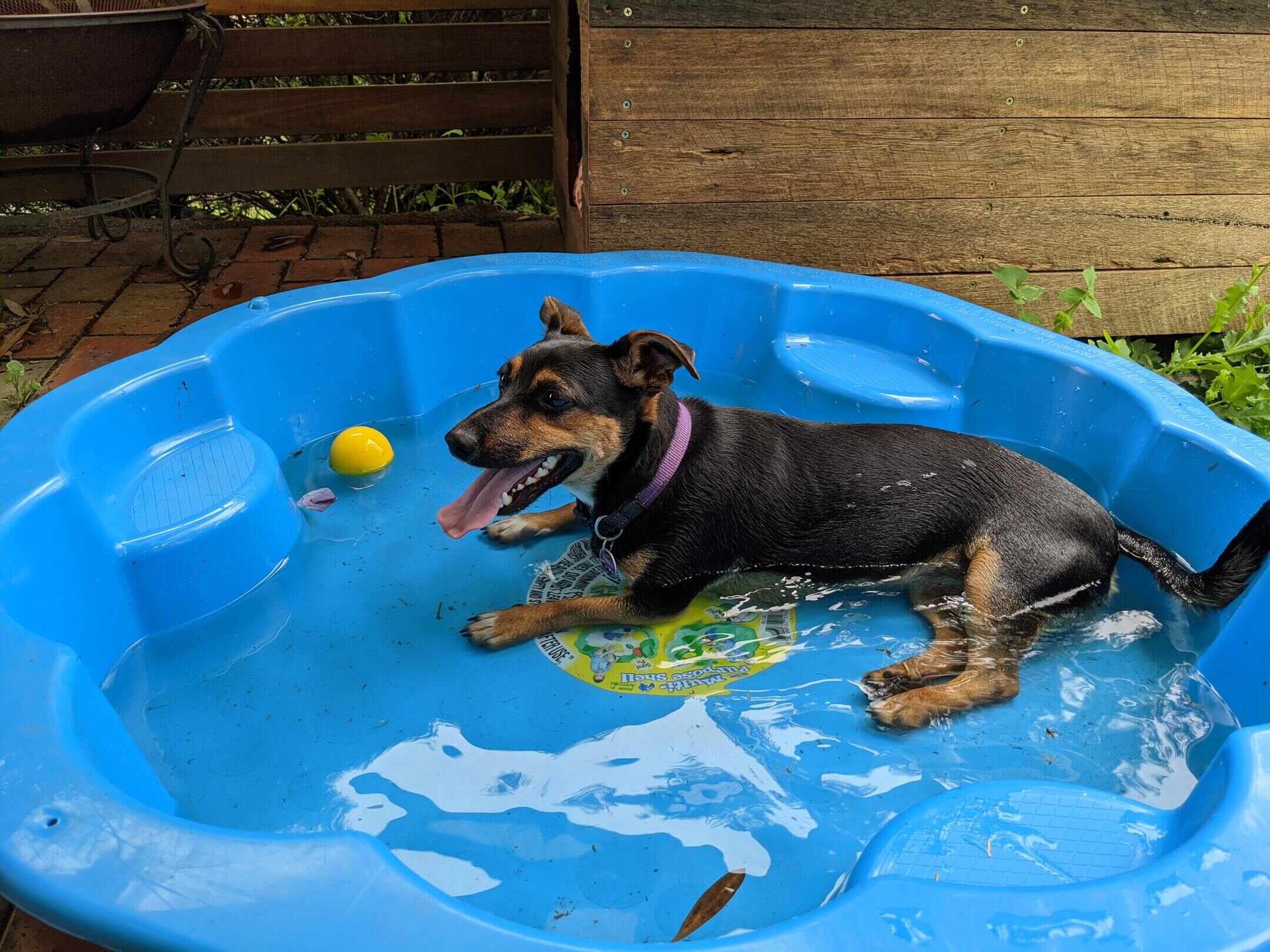 How To Keep Outdoor Animals Cool In Summer