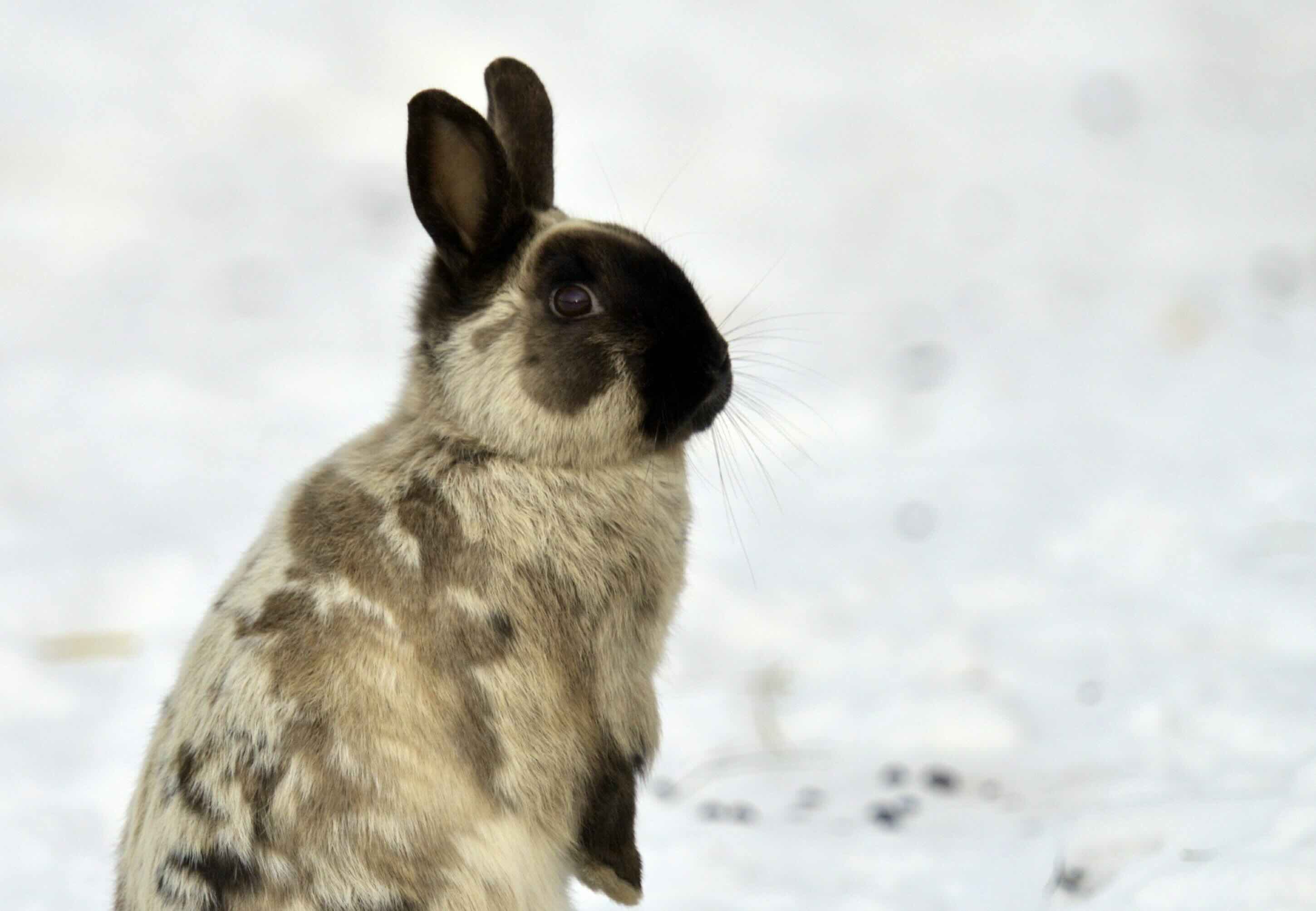 How To Keep Outdoor Pet Rabbits Warm In Winter