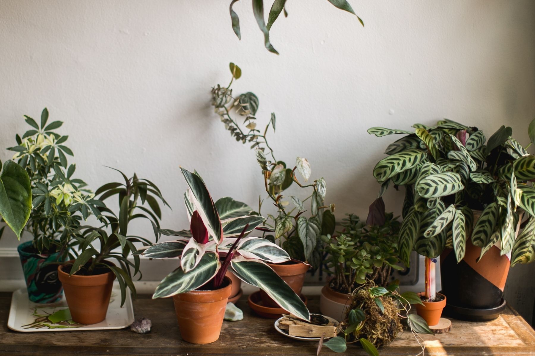 How To Keep Outdoor Potted Plants Alive In Winter