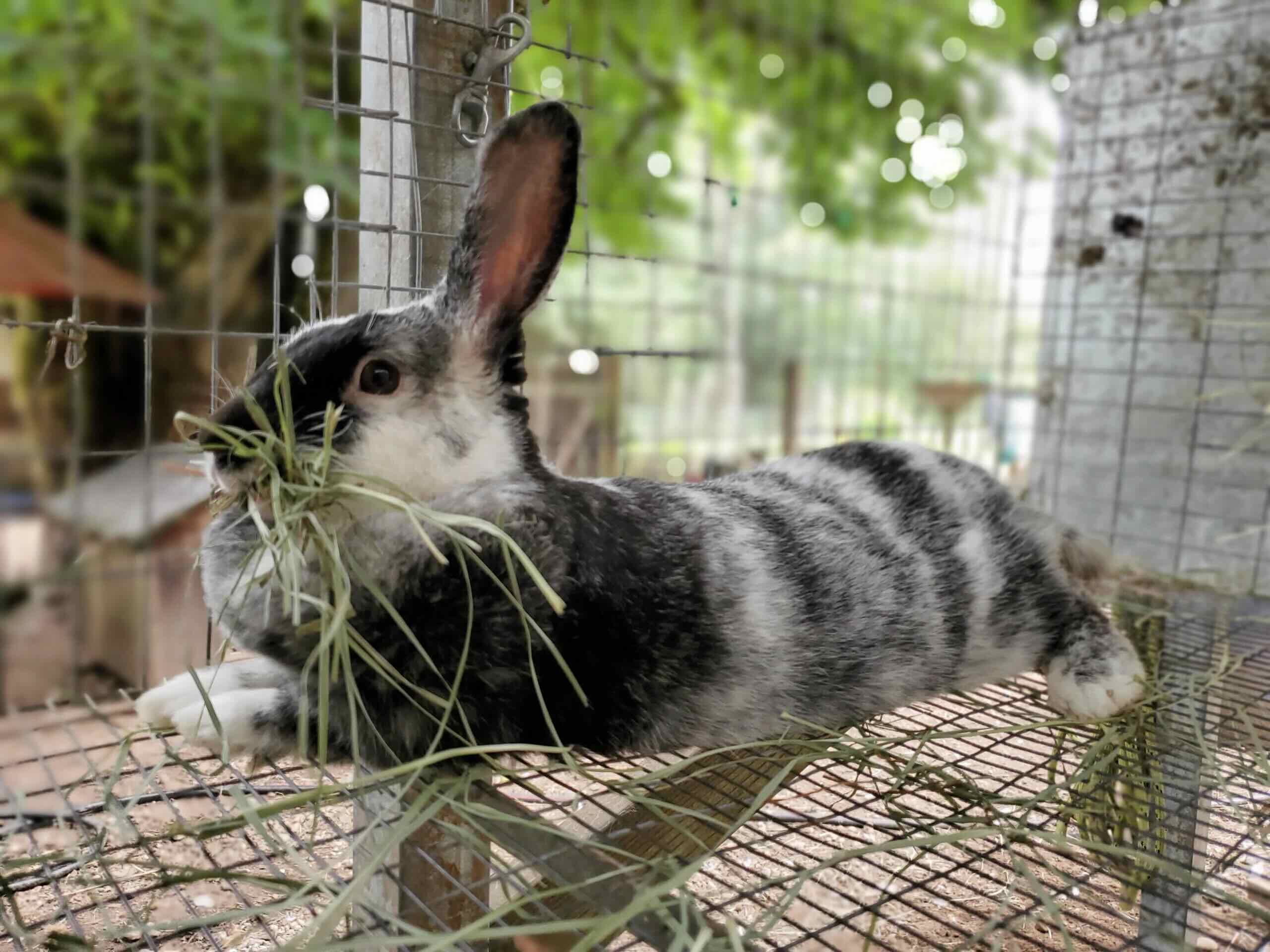 How To Keep Outdoor Rabbits Cool In Summer