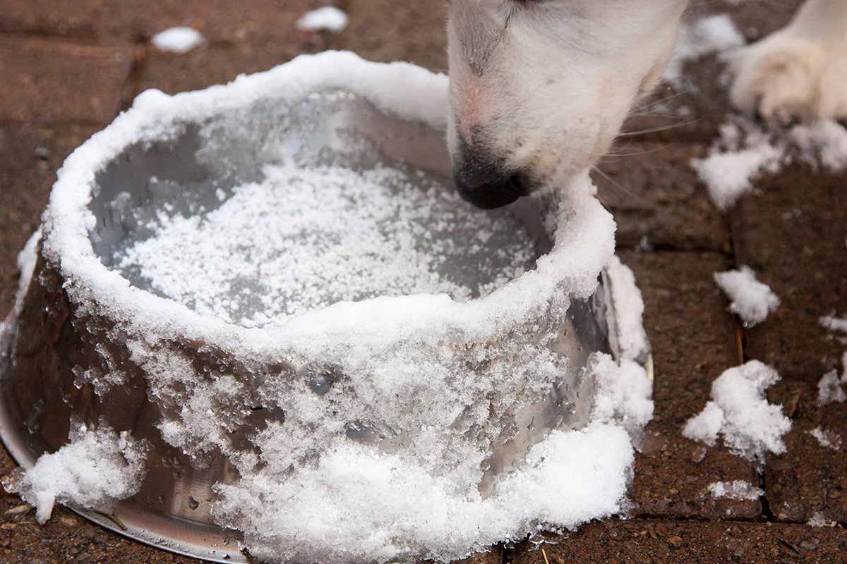 How To Keep Outdoor Water Bowls From Freezing