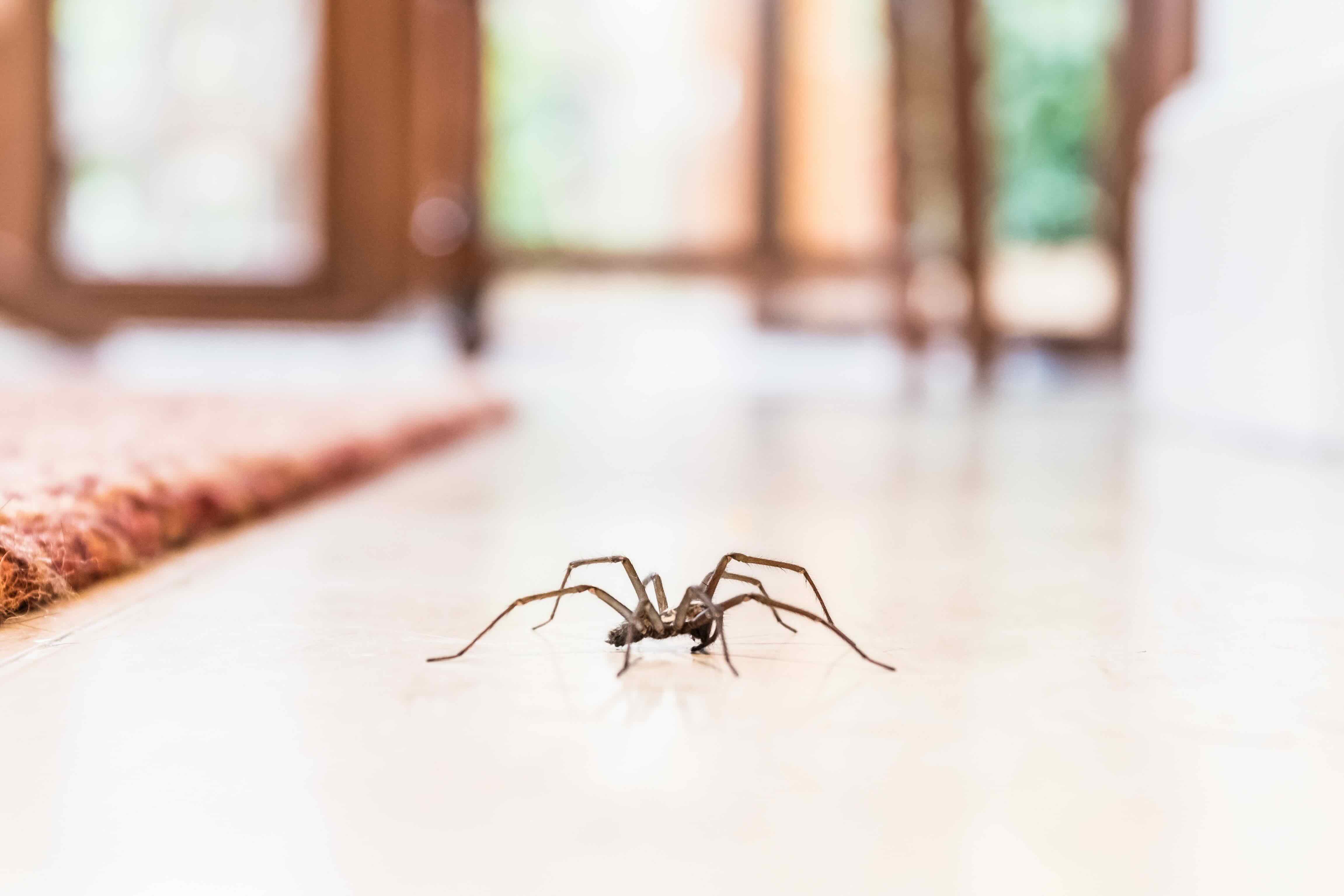 How To Keep Spiders Away From Outdoor Lights