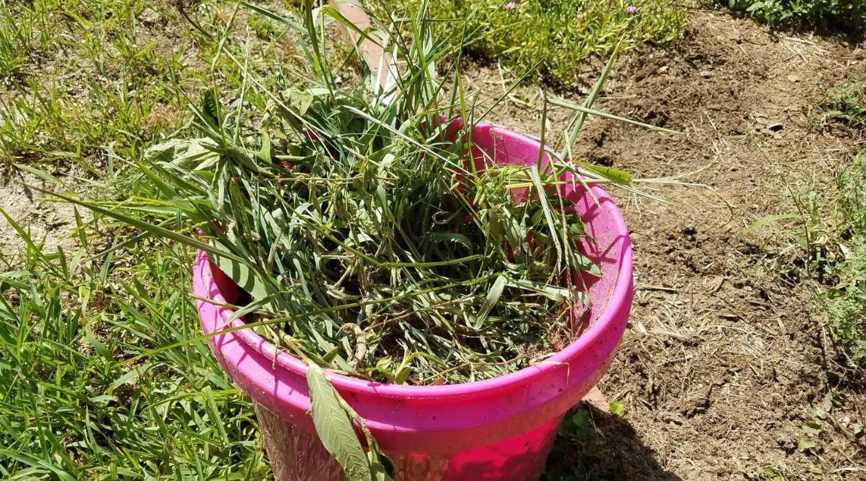 How To Keep Weeds Out Of Bermuda Grass