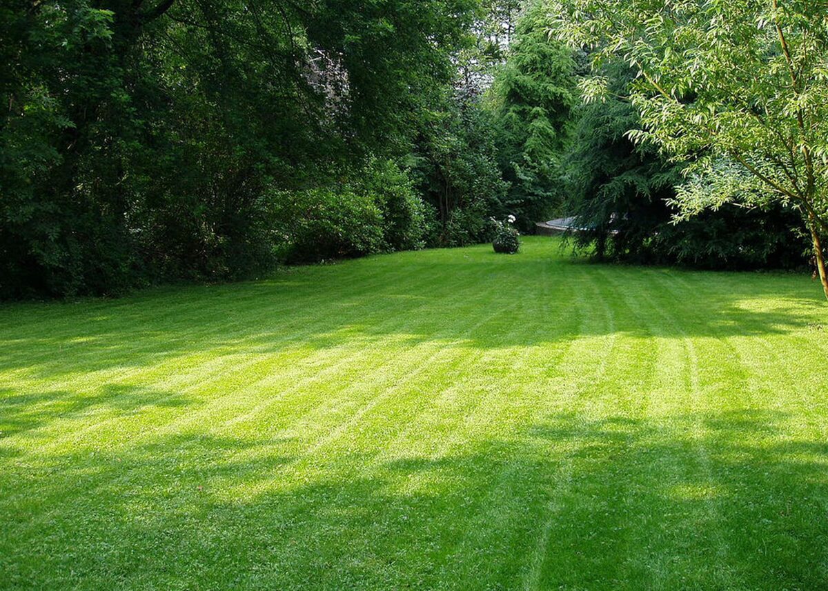 How To Keep Your Grass Green
