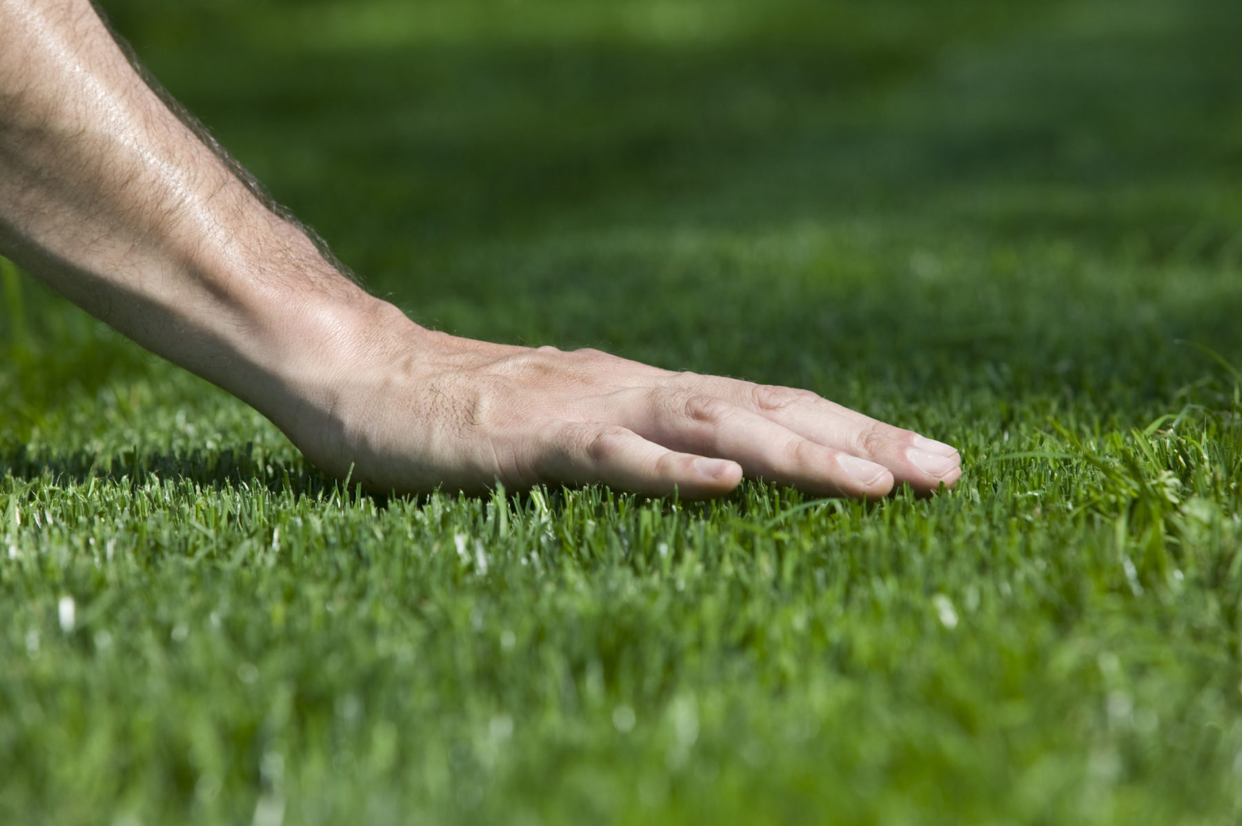 How To Keep Your Grass Healthy