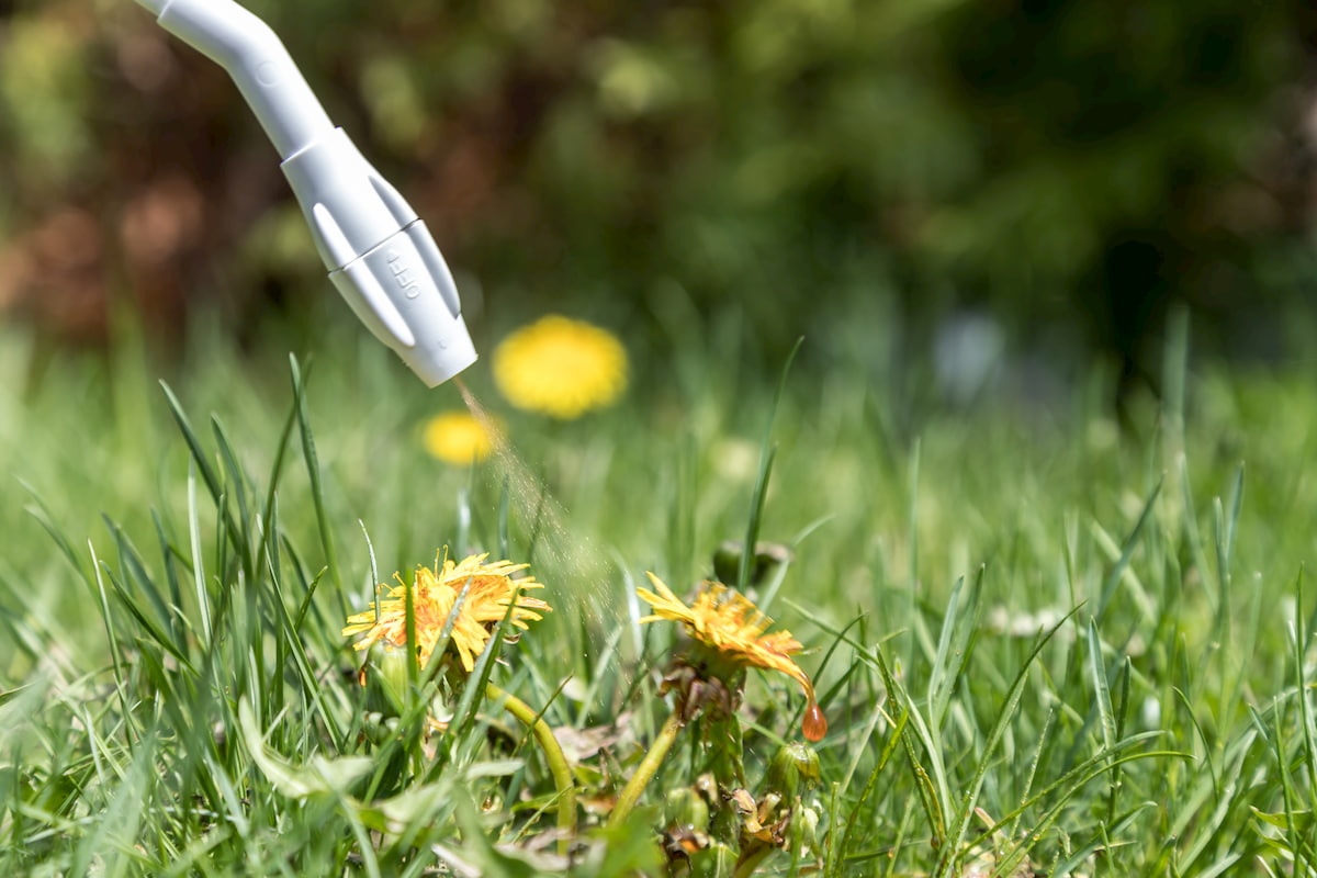 How To Kill All Weeds And Grass