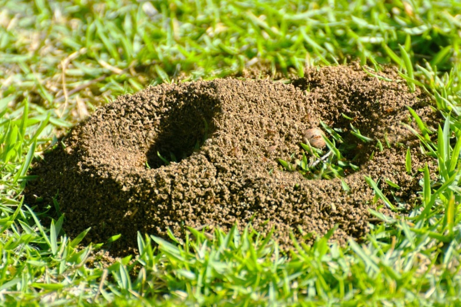 How To Kill Ants In Yard Without Killing Grass