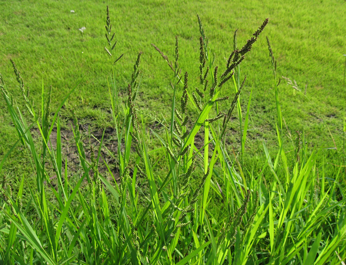 How To Kill Barnyard Grass