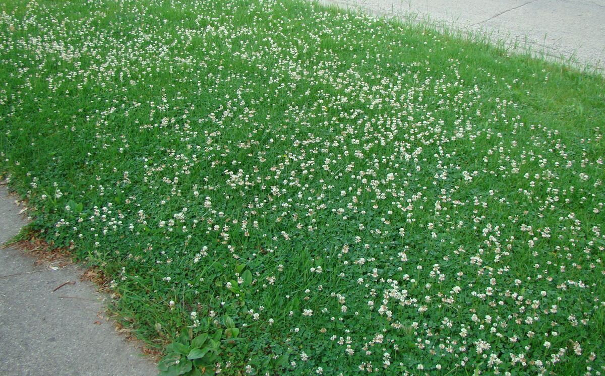 How To Kill Clovers In Grass