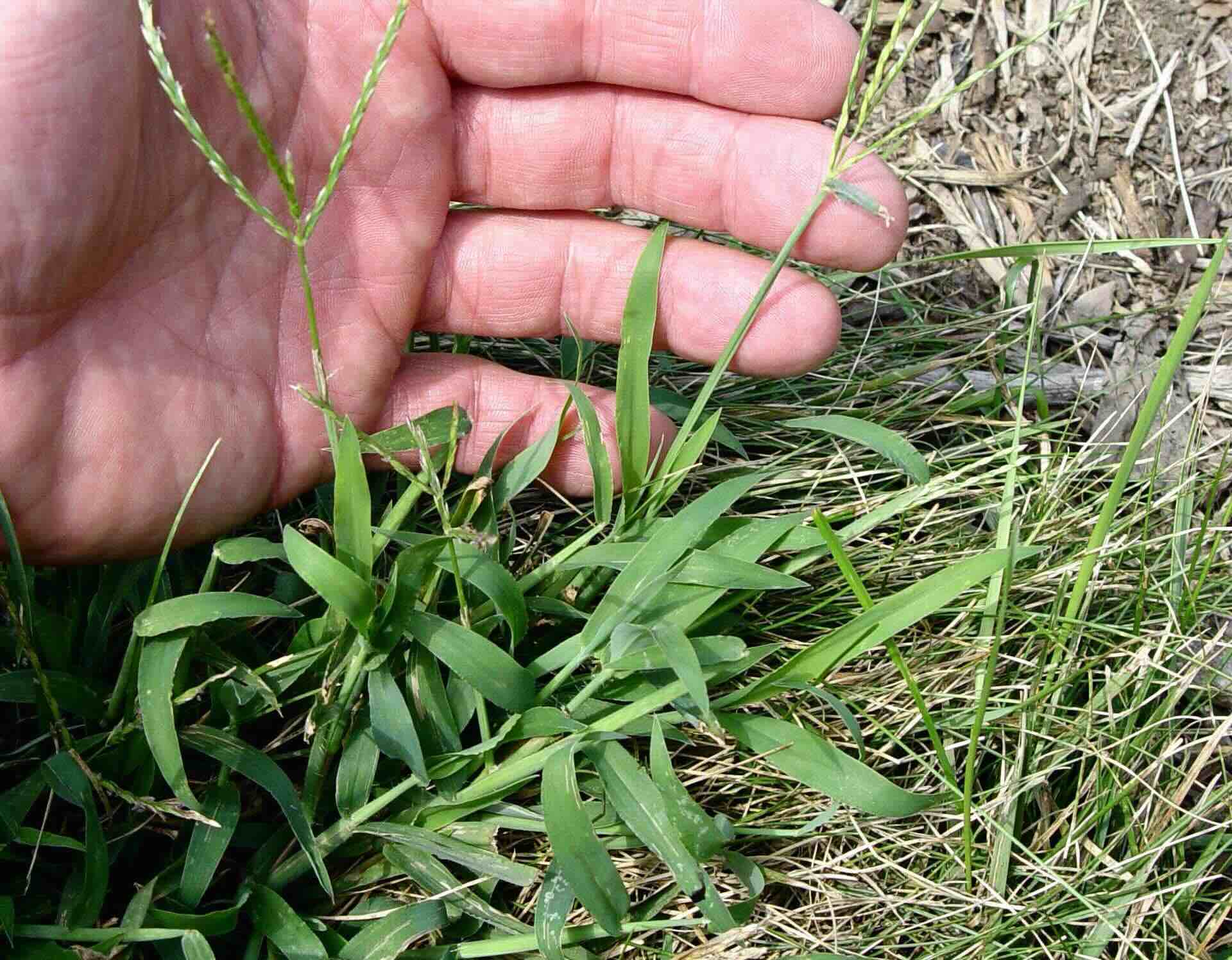 How To Kill Crab Grass In A Lawn