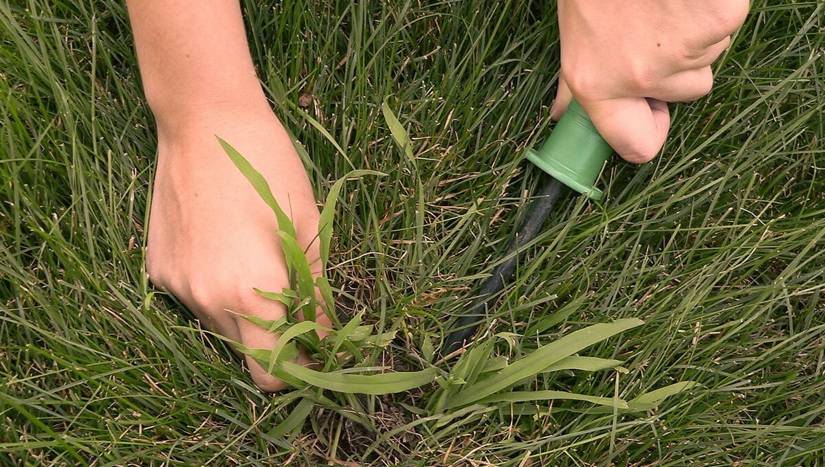 How To Kill Crabgrass In St. Augustine Grass