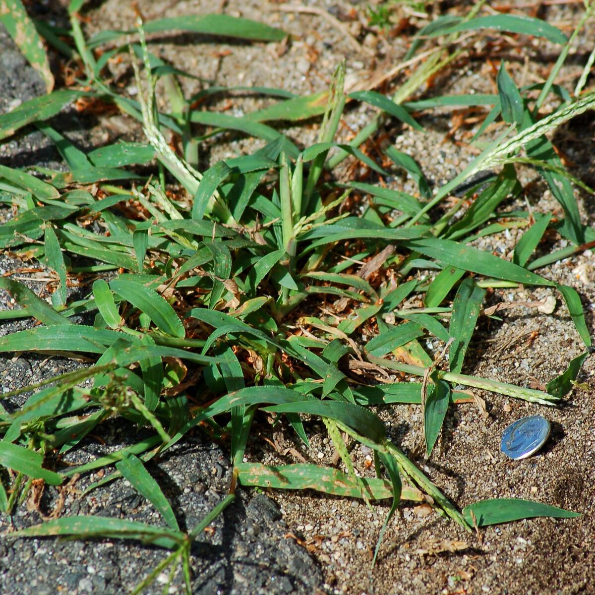 How To Kill Crabgrass In Your Lawn