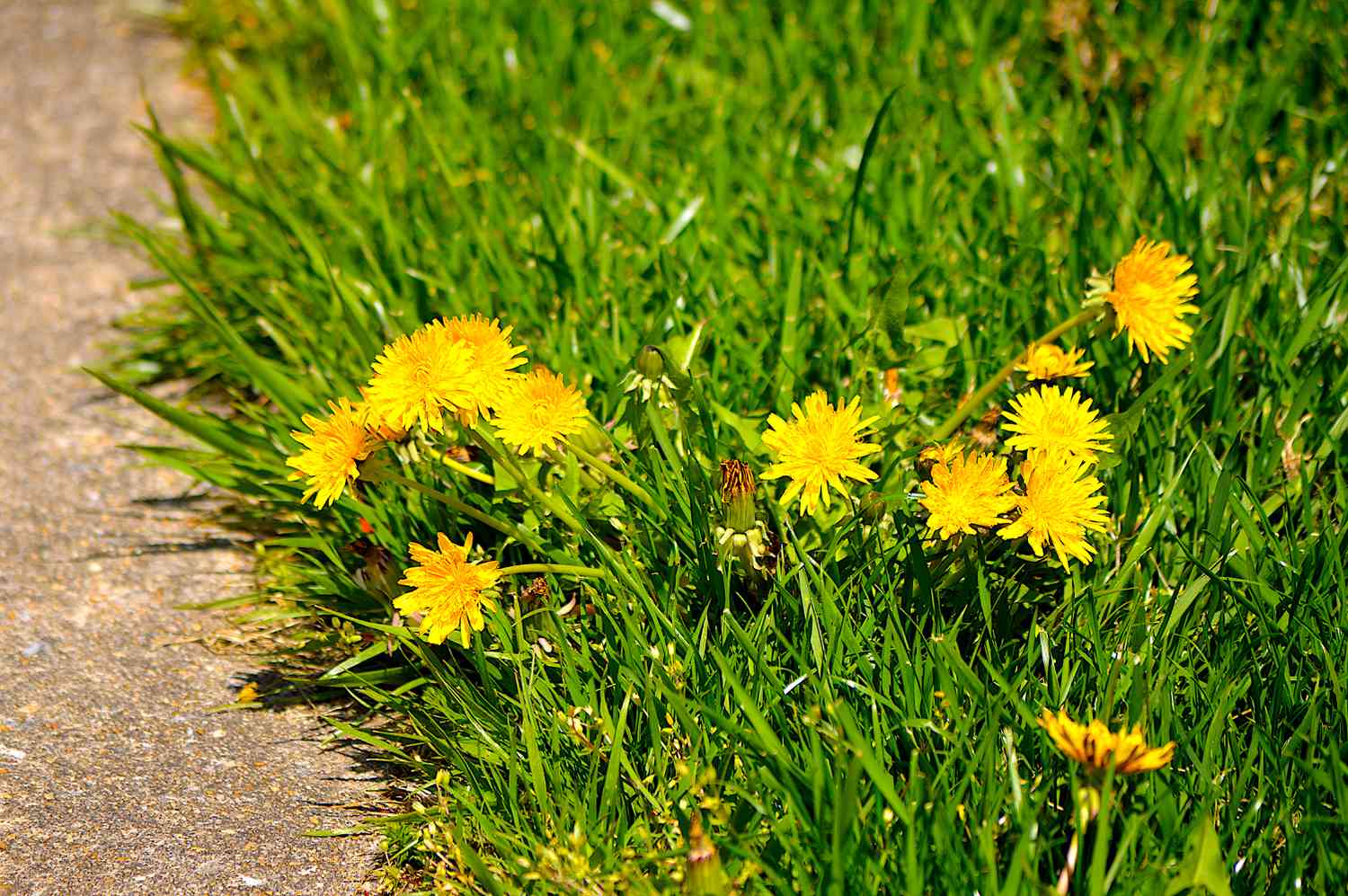 How To Kill Dandelions But Not Grass