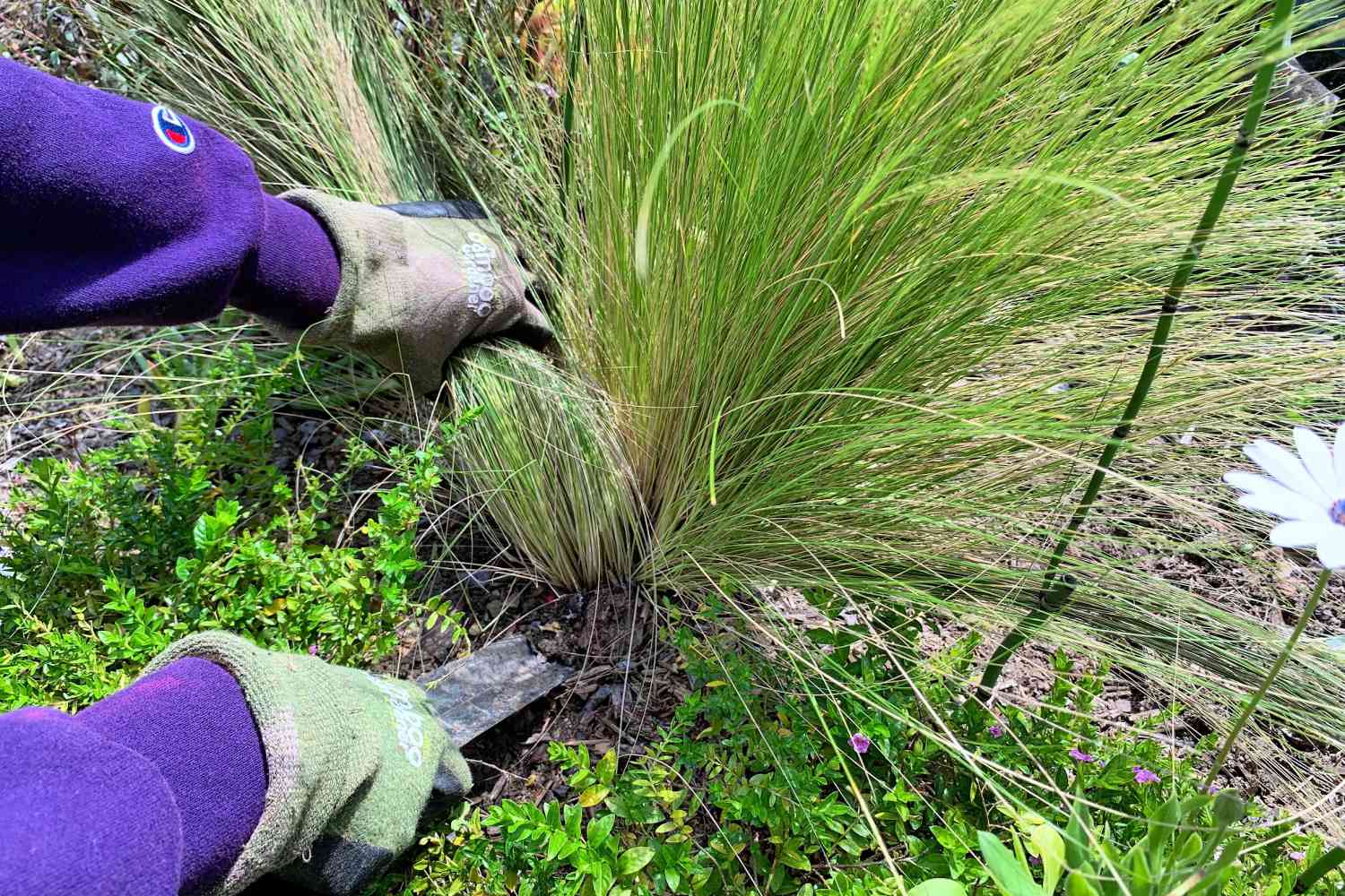 How To Kill Decorative Grass