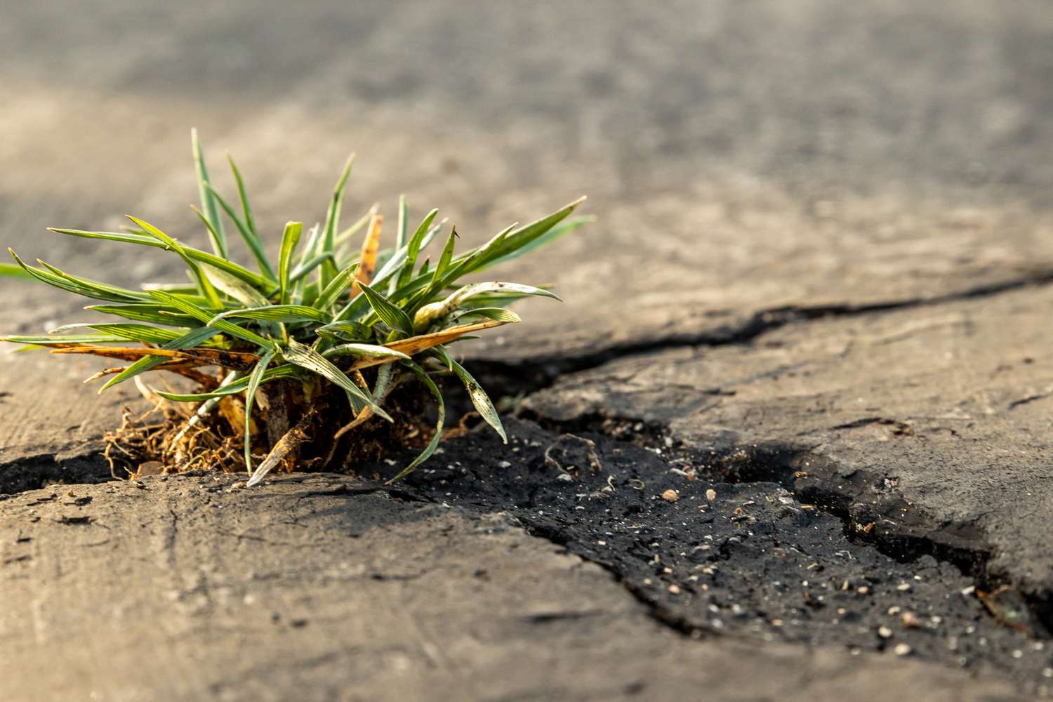 How To Kill Grass In Sidewalk Cracks
