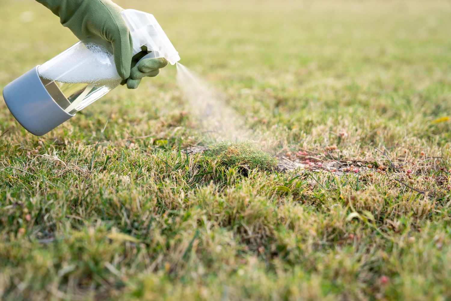 How To Kill Grass Safely