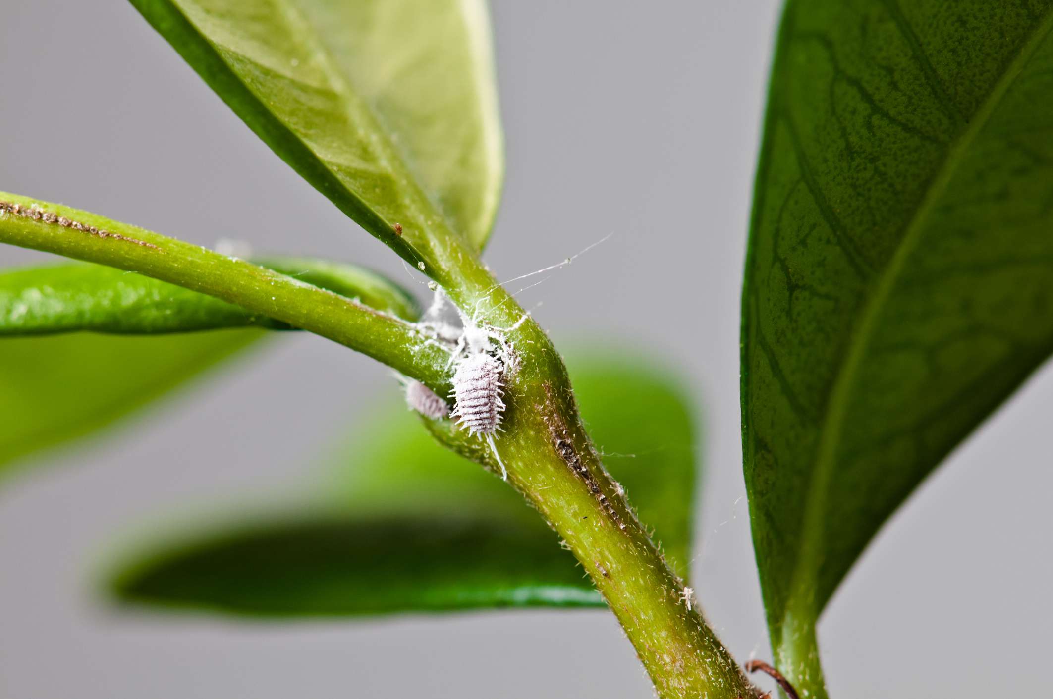 How To Kill Mealybugs On Outdoor Plants