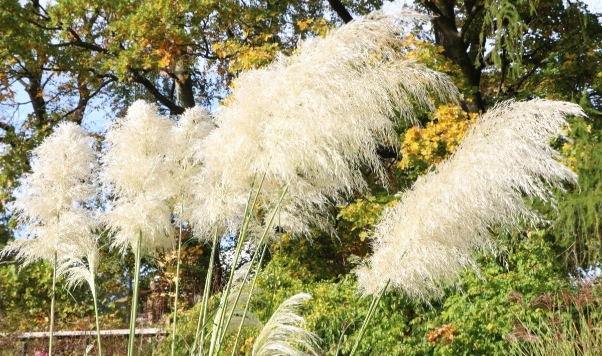 How To Kill Pampas Grass