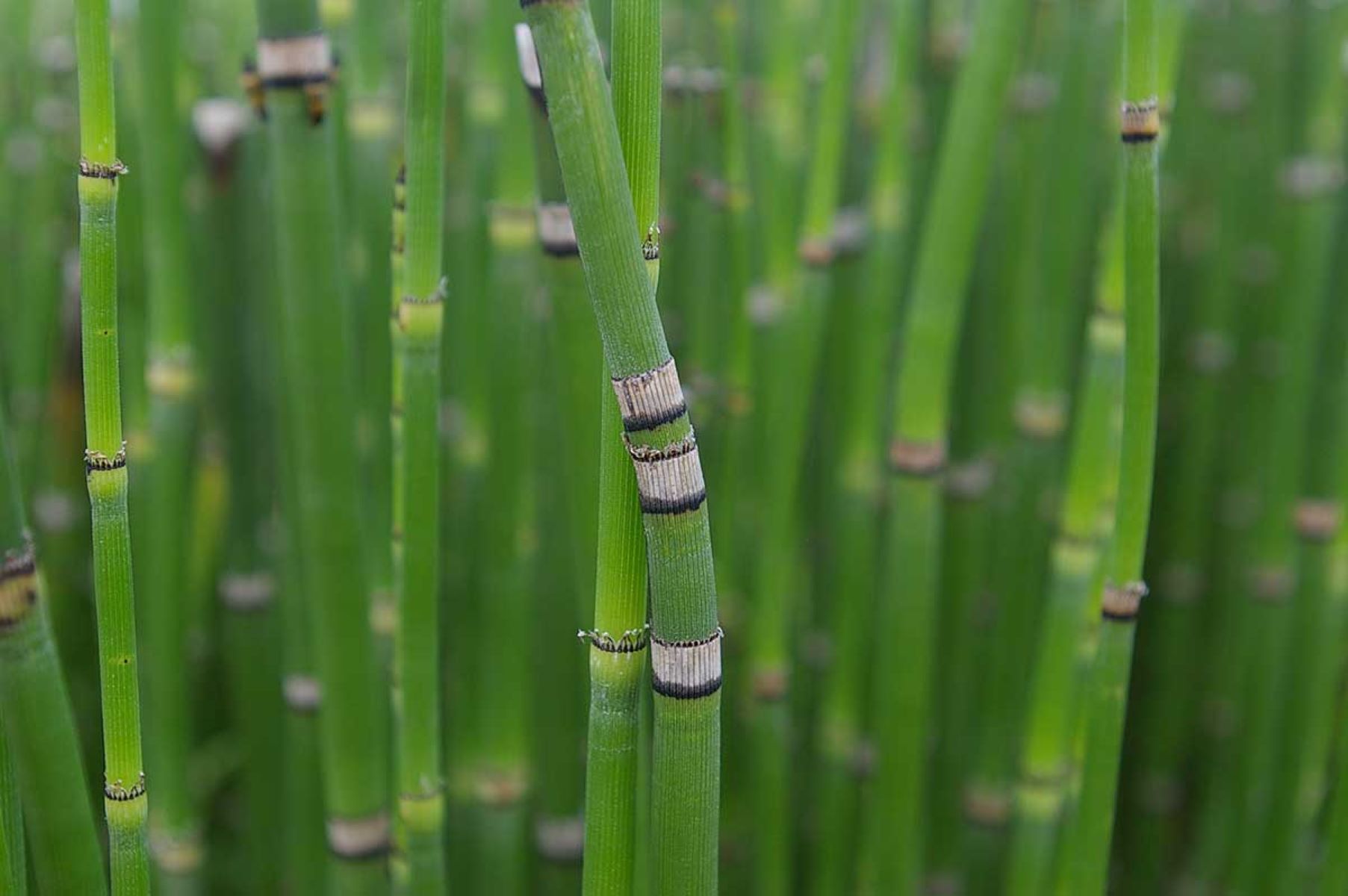How To Kill Snake Grass
