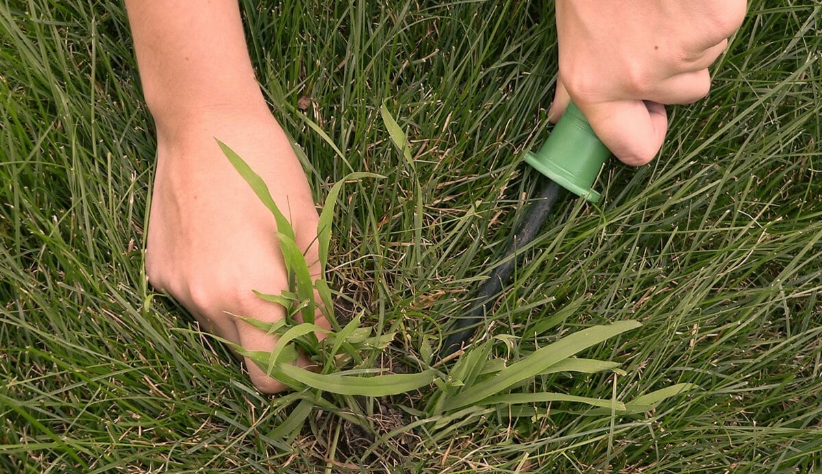 How To Kill St. Augustine Grass