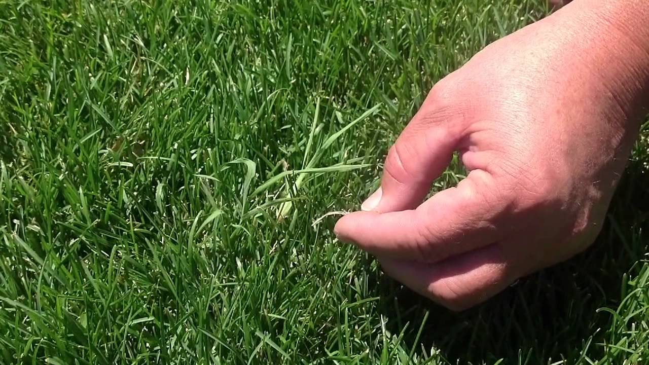 How To Kill Water Grass