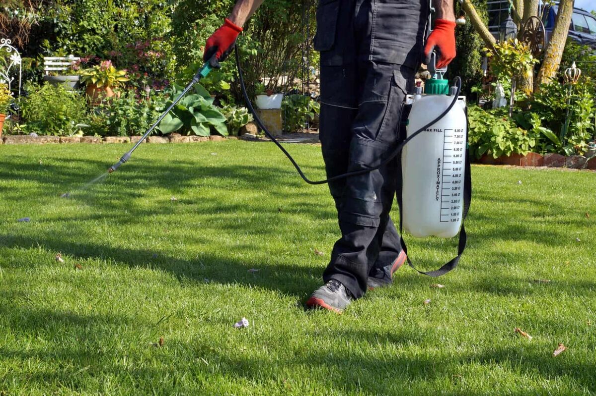How To Kill Weeds In The Grass