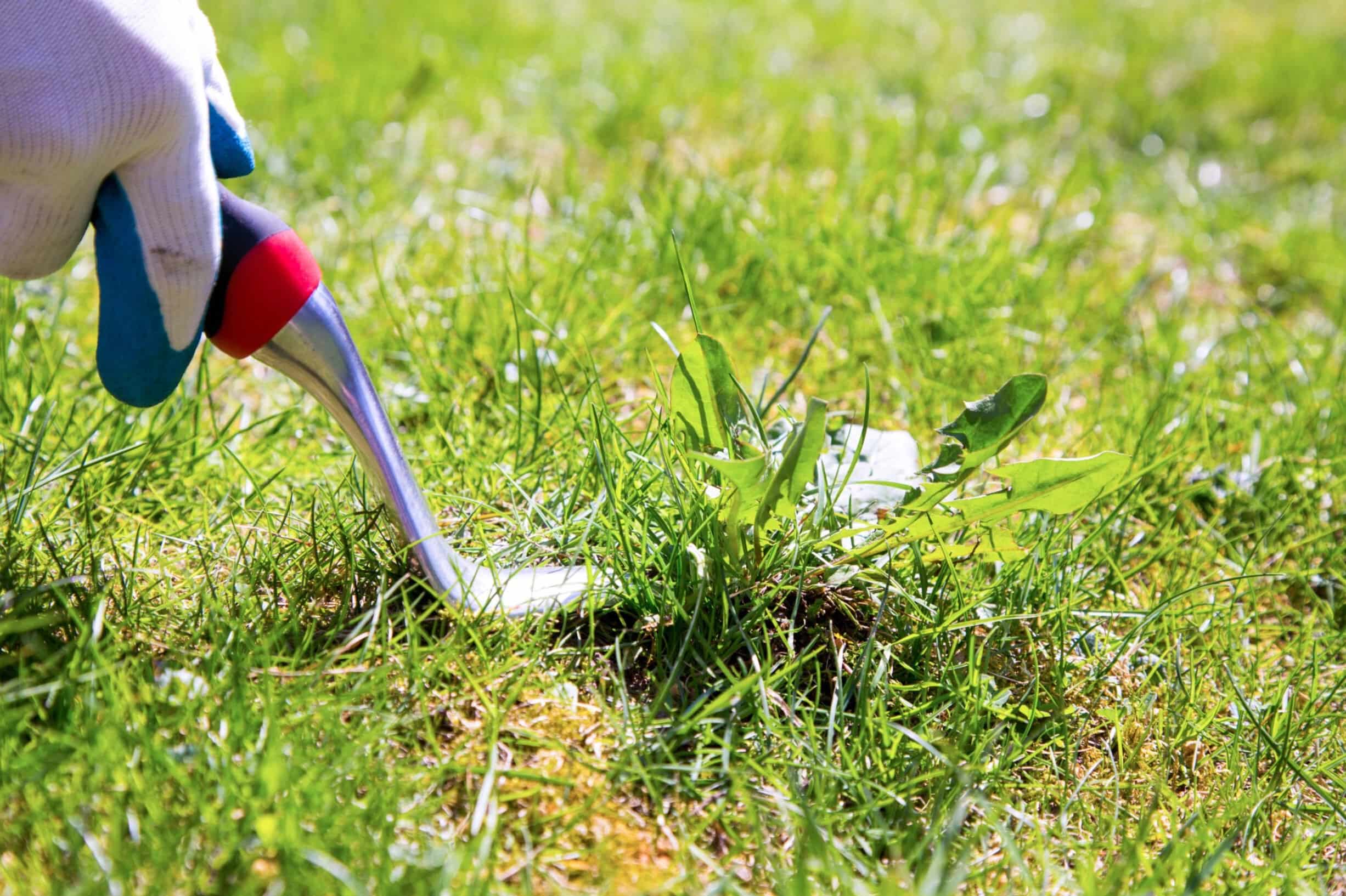 How To Kill Weeds In Yard Without Killing Grass