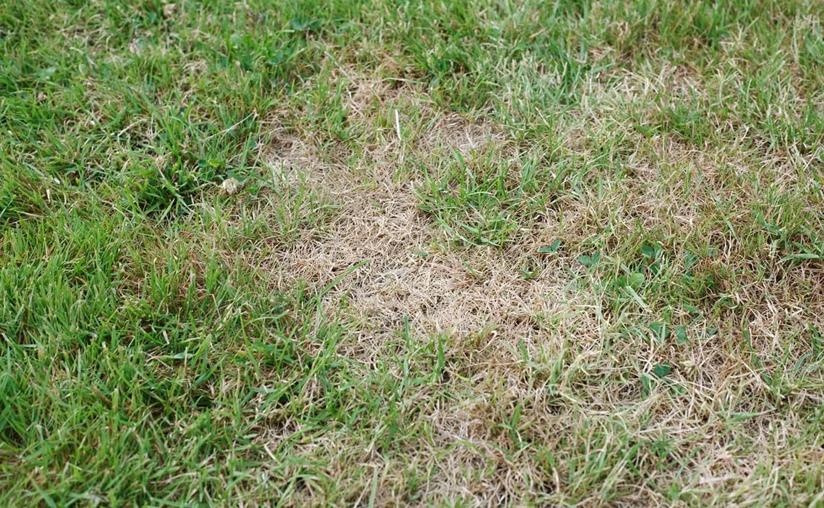 How To Know If Grass Is Dead