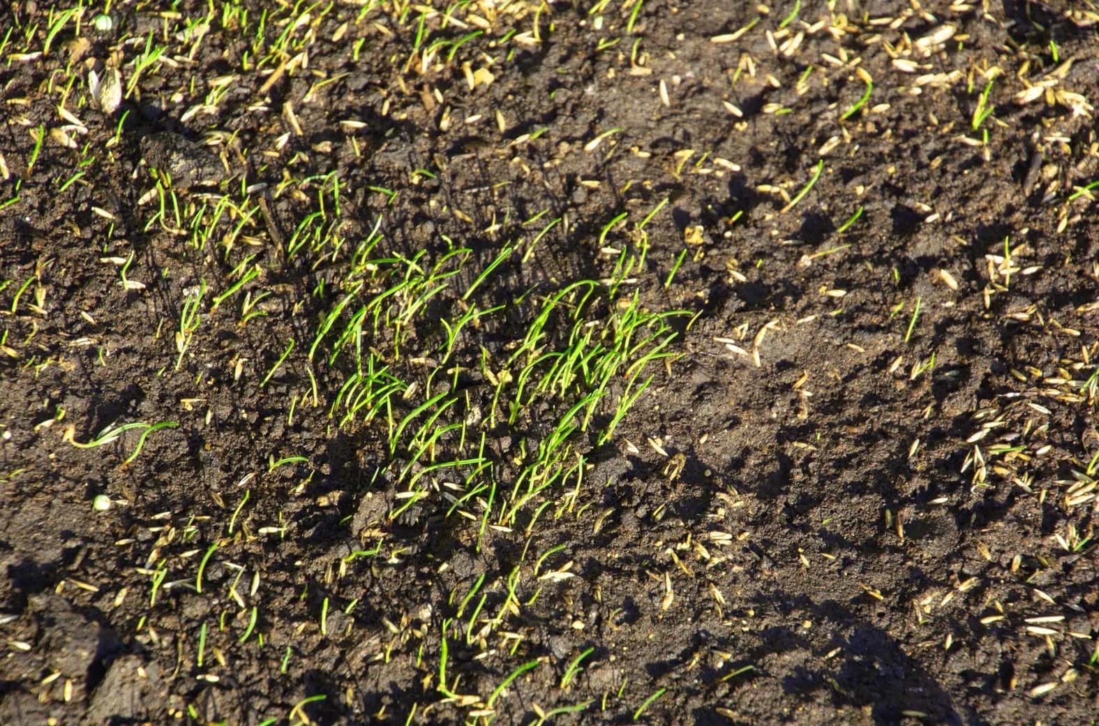 How To Know If My Grass Seed Is Germinating