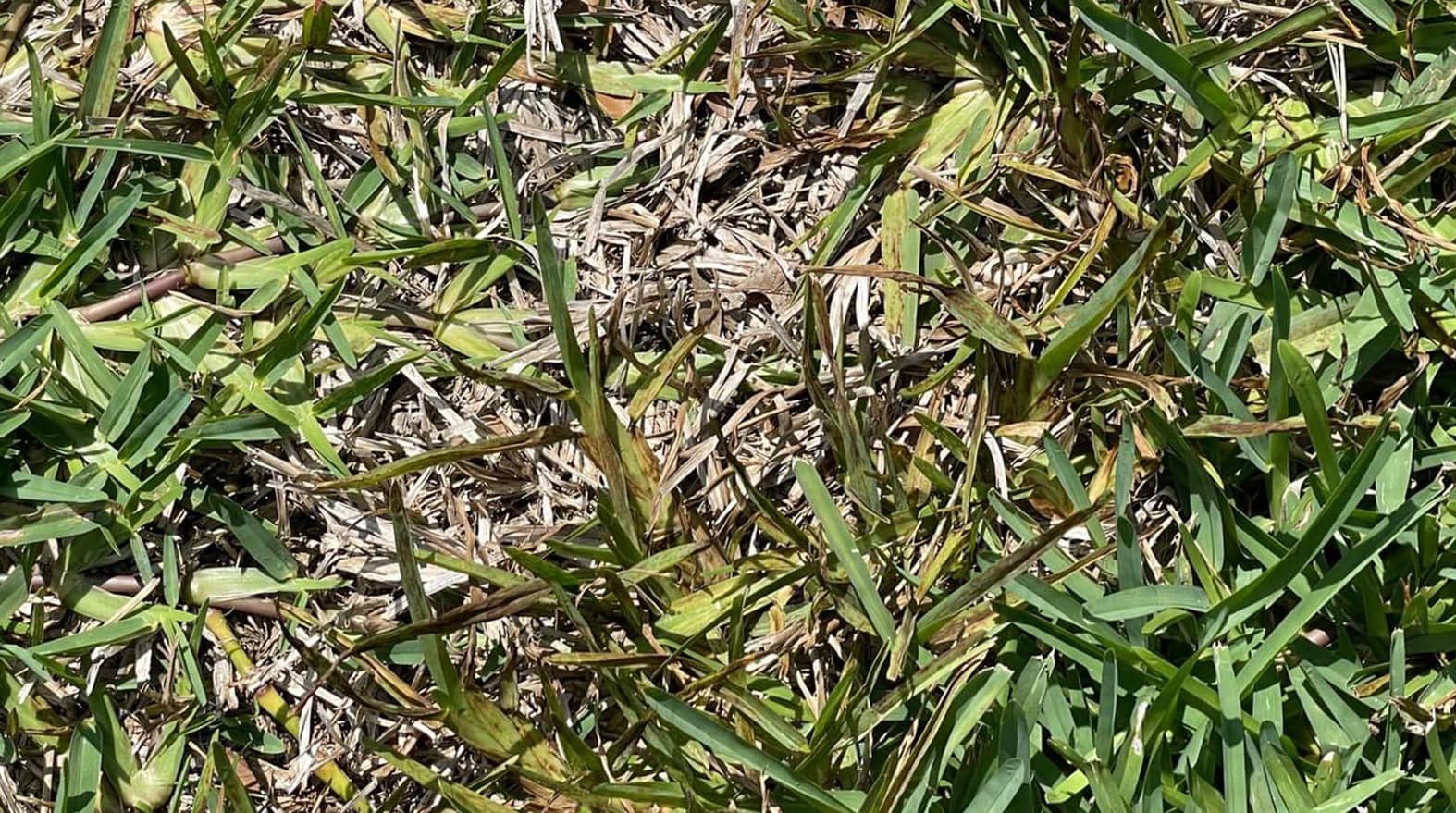 How To Know If My St. Augustine Grass Has Fungus