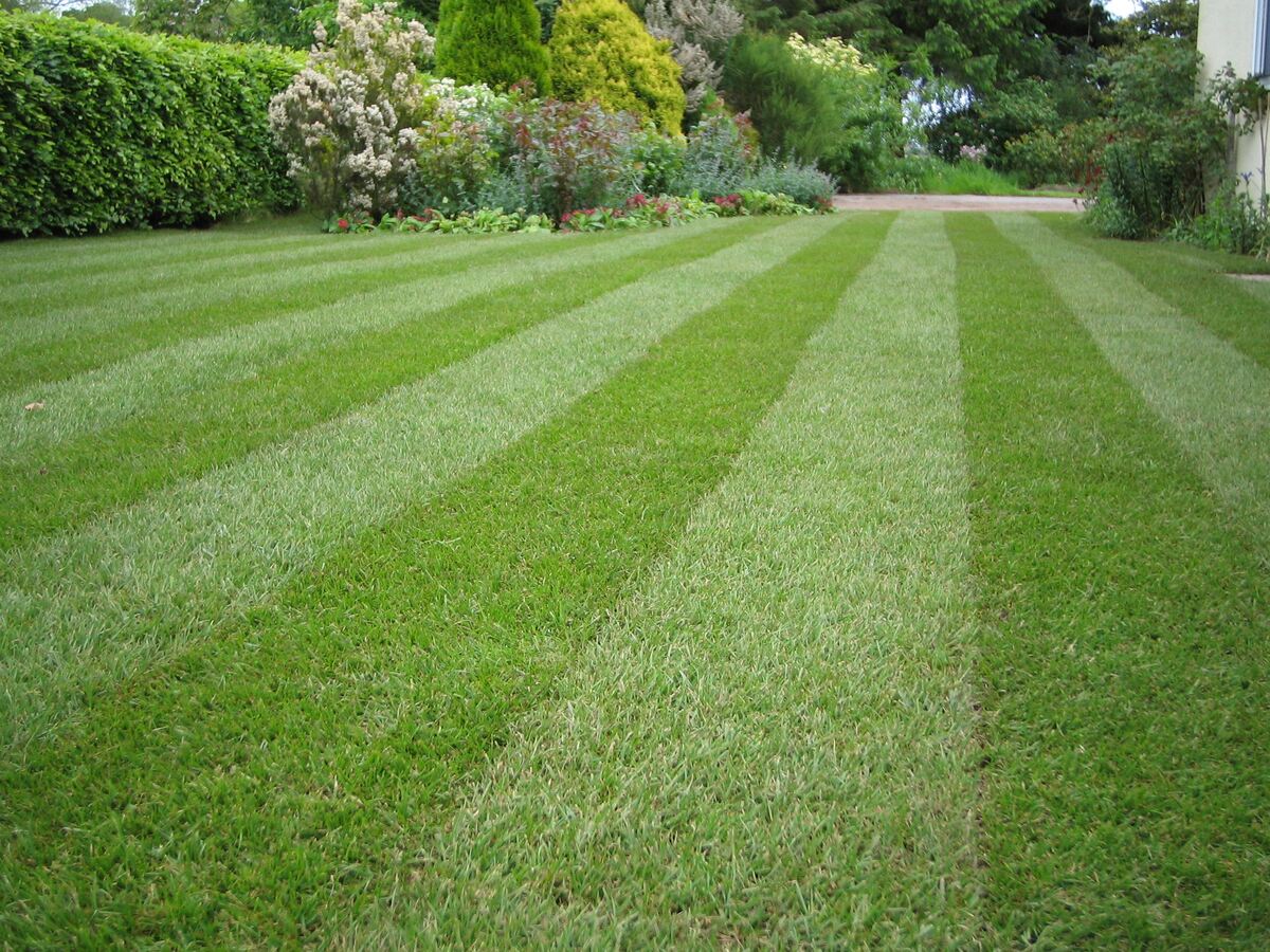 How To Maintain Backyard Grass
